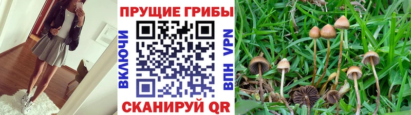 Псилоцибиновые грибы Magic Shrooms  Черняховск 